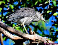 DSC_1465_001.JPG