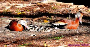 DSC_1458_001.JPG