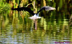 DSC_1526_001.JPG