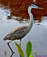DSC_1532_stitch3_001.JPG