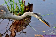 DSC_1539_001.JPG