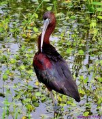 DSC_1591_001.JPG