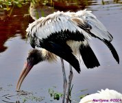 DSC_1691_001.JPG