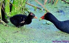 DSC_1740_001.JPG