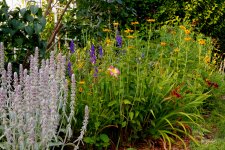 Backyard flowers sm.jpg