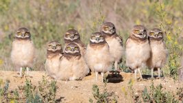 BurrowingOwlGroup-53.jpg