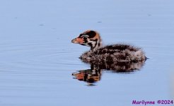DSC_1893_001.JPG
