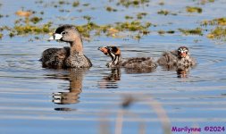 DSC_2032_001.JPG