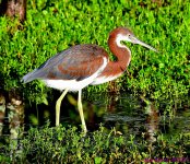 DSC_2092_001.JPG