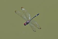 750_0110R_LSh_cr.jpg