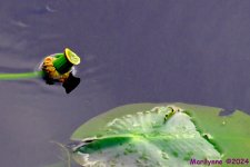DSC_2096_001.JPG