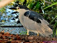 DSC_2114_001.JPG