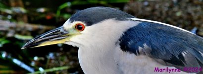 DSC_2118_001.JPG