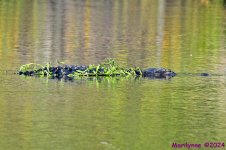 DSC_2146_001.JPG