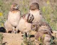 BurrowingOwlHeadTilt-49.jpg
