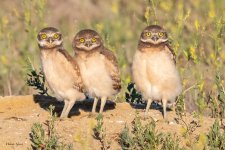 BurrowingOwlThree-53.jpg