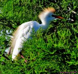 DSC_2212_001.JPG