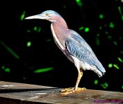 DSC_2290_001.JPG