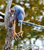 DSC_2313_001.JPG