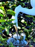 DSC_2482_001.JPG