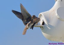 DSC_2552_001.JPG
