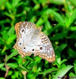 DSC_2557_001.JPG