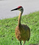 DSC_2568_001.JPG