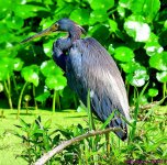DSC_2598_001.JPG