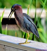 DSC_2653_001.JPG