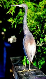 DSC_2656_001.JPG
