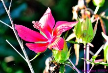 DSC_2660_001.JPG