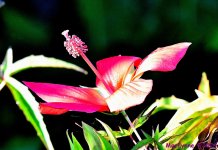 DSC_2663_001.JPG