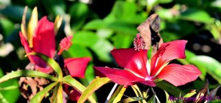 DSC_2667_001.JPG