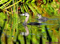 DSC_2685_001.JPG