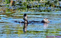 DSC_2730_001.JPG