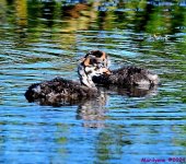 DSC_2836_001.JPG