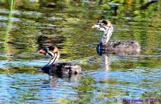 DSC_2827_001.JPG