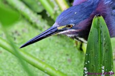 DSC_2888_001.JPG