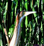 DSC_2920_001.JPG