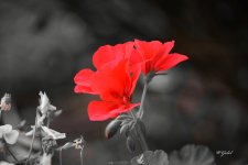 geranium sm.jpg