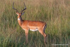 Impala exposuretours.jpg