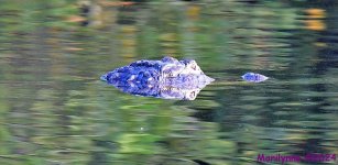 DSC_2950_001.JPG