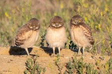 BurrowingOwlAttitude-56.jpg