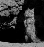 SquirrelBW.jpg
