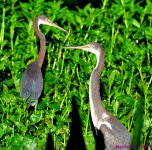 DSC_3205_001.JPG