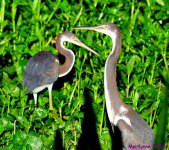 DSC_3208_001.JPG