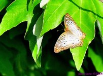 DSC_3213_001.JPG