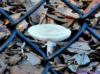 DSC_3372_001.JPG