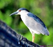 DSC_3435_001.JPG