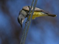 Kingbird5.jpg